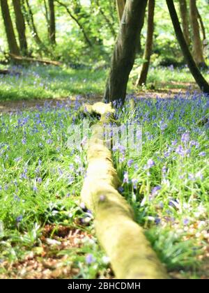 Bluebells and fallen log in Unity Woods, Cornwall
