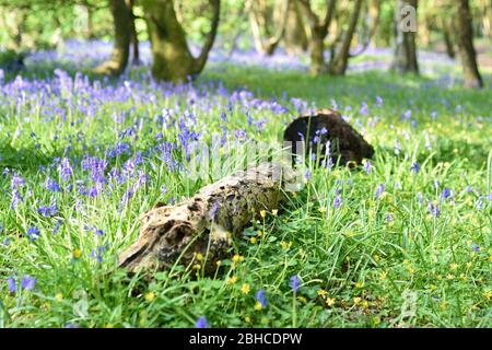 Bluebells and fallen log in Unity Woods, Cornwall
