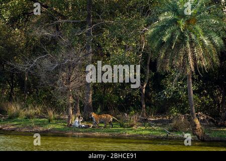 Wild tigers territorial fighting each other. action image of two tigers fight near beautiful lake and scenic location at ranthambore national park Stock Photo