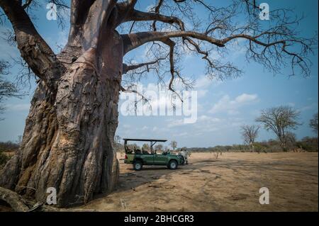 A baobab tree, Adansonia digitata, makes shade for the tea break on game drive on safari in Chikwenya, safari concession, Mana Pools, Zimbabwe. Stock Photo