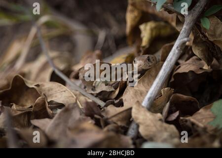 Leaf litter on the woodland floor in Chikwenya, Mana Pools National Park, Zimbabwe, conceals a Mozambique Spitting Cobra, Naja mossambica. Stock Photo