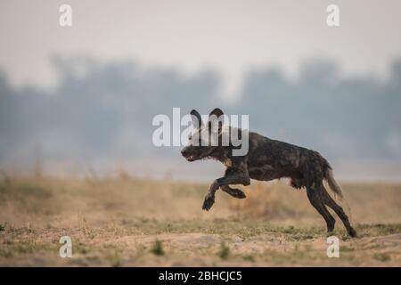 Wild dogs, Lycaon pictus, patrol the Zambezi floodplain, Chikwenya, safari concession, Mana Pools National Park, Mashonaland West Province, Zimbabwe. Stock Photo