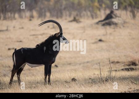 Savanna landscapes of Hwange National Park, Matabeleland North Province, Zimbabwe, provide habitat for Sable antelope, Hippotragus niger. Stock Photo