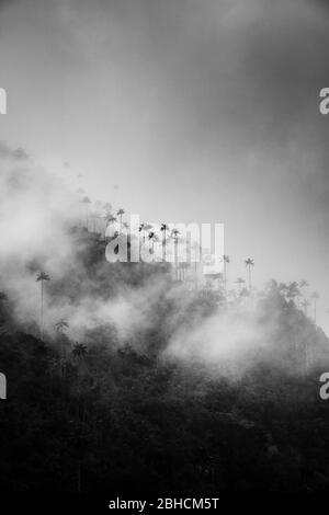 Valley Of The Shadows. Colombia, Valle de Cocora. Endless rainy day in Cocora Valley. When the rain stopped for a moment, palm trees suddenly appeared Stock Photo