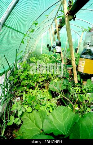 Polytunnel interior full of vegetable & fruit plants in early Spring South Wales UK. Courgettes, tomato, fig, lettuce, herbs all growing ahead of time Stock Photo