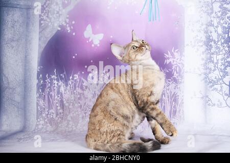 cat show on background full of color Stock Photo