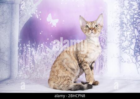 cat show on background full of color Stock Photo