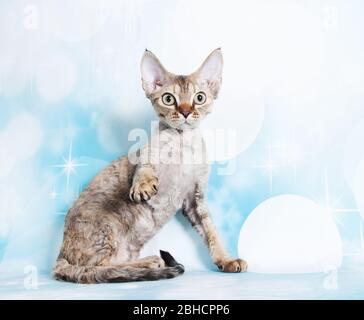 cat show on background full of color Stock Photo