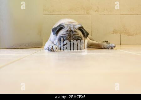 Lazy and sleepy pug dog lying on the floor. Copy space. Stock Photo