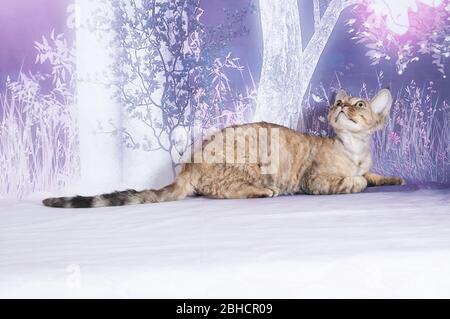 cat show on background full of color Stock Photo