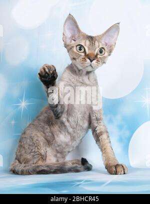cat show on background full of color Stock Photo
