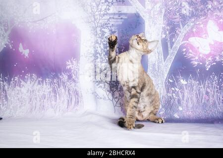 cat show on background full of color Stock Photo