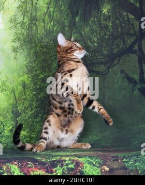 cat show on background full of color Stock Photo