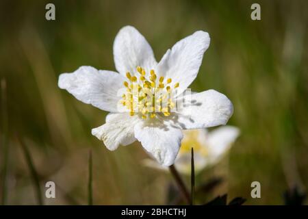 Thimbleweed, windflower, Buschwindröschen (Anemone nemorosa), a white spring flower Stock Photo