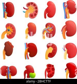 Kidney icons set. Cartoon set of kidney vector icons for web design Stock Vector