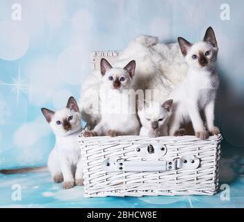cat show on background full of color Stock Photo