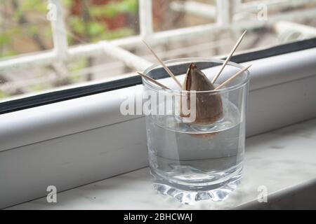 Regrowing/growing the avocado plant at home from seed by propagating the seed in a jar with water with toothpicks to support Stock Photo