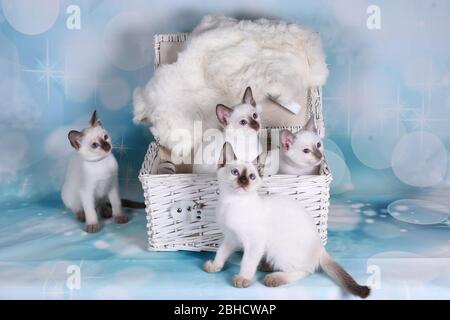 cat show on background full of color Stock Photo