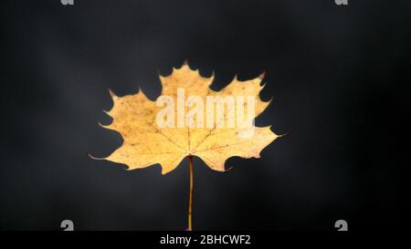 One autumn yellow maple leaf on a dark background. The concept of autumn and season change. Fallen leaves of trees. Stock Photo