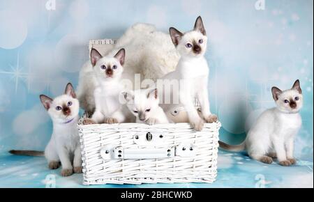 little kittens in the basket Stock Photo