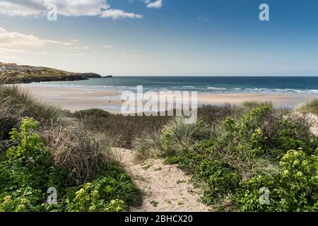 Vegetation growing on the sand dune system overlooking Fistral Beach in Newquay in Cornwall. Stock Photo