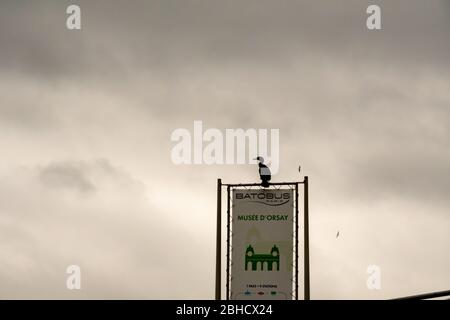 A bird perches on a sign in stormy weather with dark rain clouds in the background in Paris, France Stock Photo