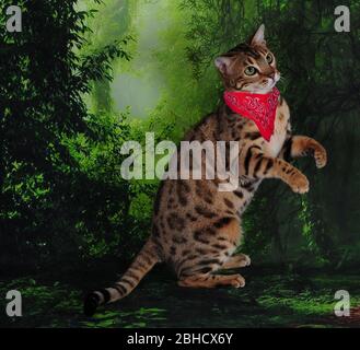 Bengal cat bandana on green forest jungle background in show Stock Photo