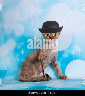 cat on a blue bubble background hat and stick in show Stock Photo
