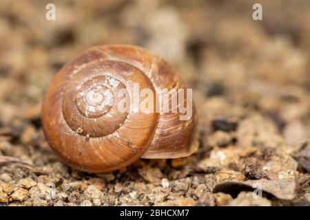 Empty conch snail. Detailed view of the empty abandoned shell in spring garden. Stock Photo