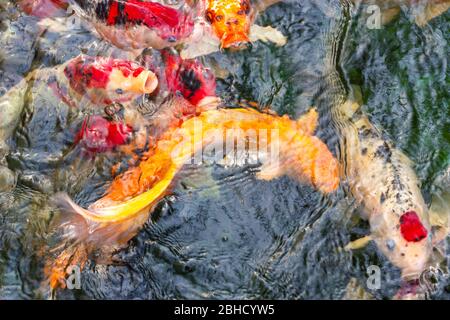 Fancy Carps Fish or Koi fish swimming and waiting for food in pond, Movement of Swimming Stock Photo