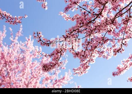 Cherry tree in bloom against a clean blue sky in the spring season. Spring concept. Stock Photo