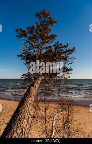 the baltic sea and pine leaning over the sand of the beach trying to reach the water line Stock Photo