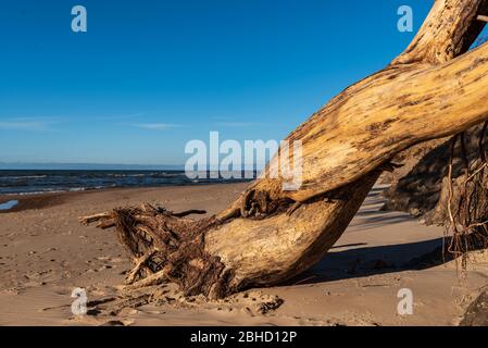 the baltic sea, the steep bank and the withered pine descended from the high shore, which are intertwined as two souls together in one whole Stock Photo