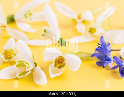 Spring time flowers like snowdrops, isolated on colorful ...