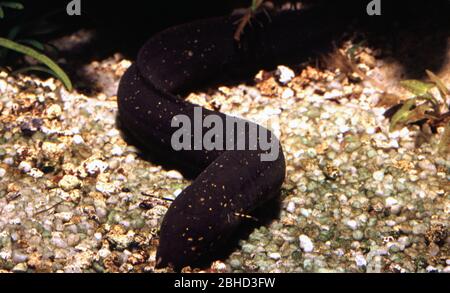 South American lungfish, Lepidosiren paradoxa Stock Photo