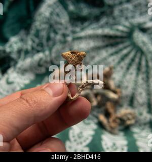 Strains of psilocybin mushrooms close-up Stock Photo