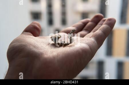 Strains of psilocybin mushrooms close-up Stock Photo