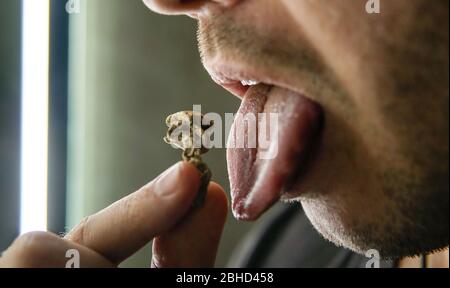 Strains of psilocybin mushrooms close-up Stock Photo