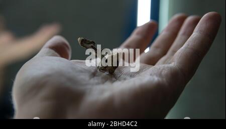 Biohacking and brain development with magic mushrooms. Stock Photo