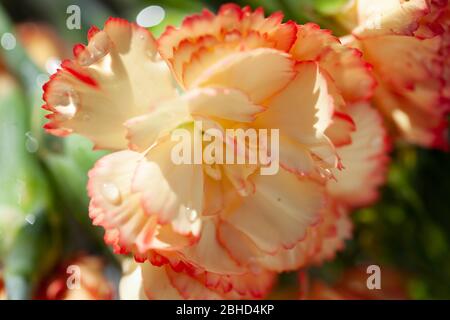In bloom nature trend - close-up of  pale yellow and orange carnation flowerheads / Viana yellow variety with bokeh background Stock Photo