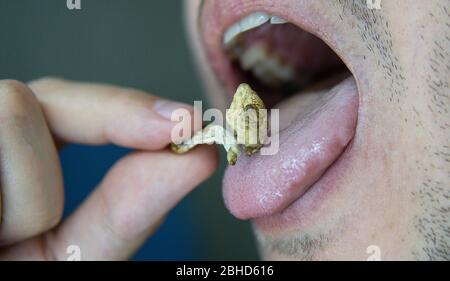 Biohacking and brain development with magic mushrooms. Stock Photo