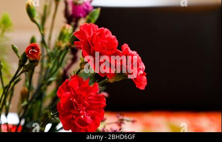 Red carnations in a vase on display at home Stock Photo