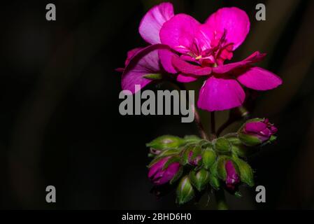 Geranium, Close up macro, while blossoming in spring. Stock Photo