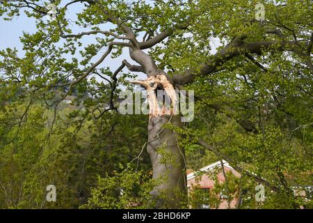 Storm damaged tree with huge branch that had broken away in Withdean Park Brighton Stock Photo