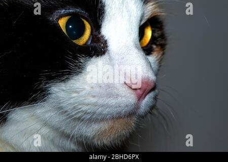 Close up macro, of cat, muzzle and eyes. Stock Photo