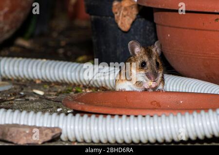 Apodema Sylvaticus, common european woods mouse, Stock Photo