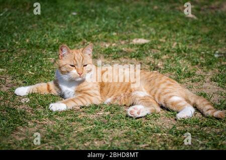 Yound red tabby male cat lying in the sun Stock Photo