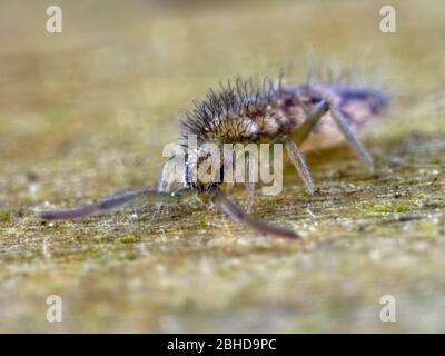 Elongated-bodied springtail Stock Photo