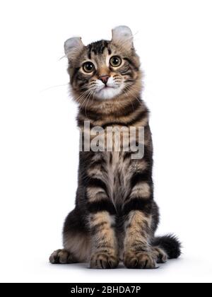 Adorable black tabby blotched American Curl cat kitten, sitting facing front. Looking at camera with yellow eyes and cute head tilt. Isolated on white Stock Photo
