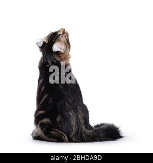 Adorable black tabby blotched American Curl cat kitten, sitting backwards. Looking up showing ears. Isolated on white background. Stock Photo